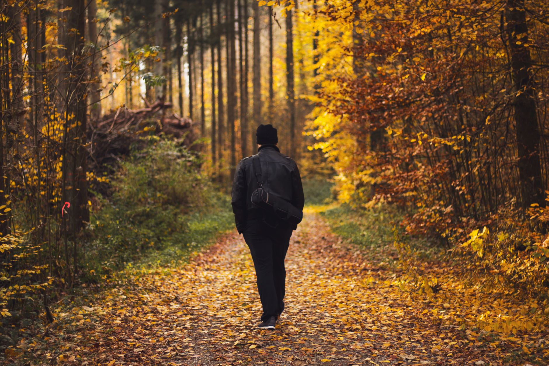A man walking a path through autumn woods